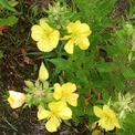Aneteskaistaa