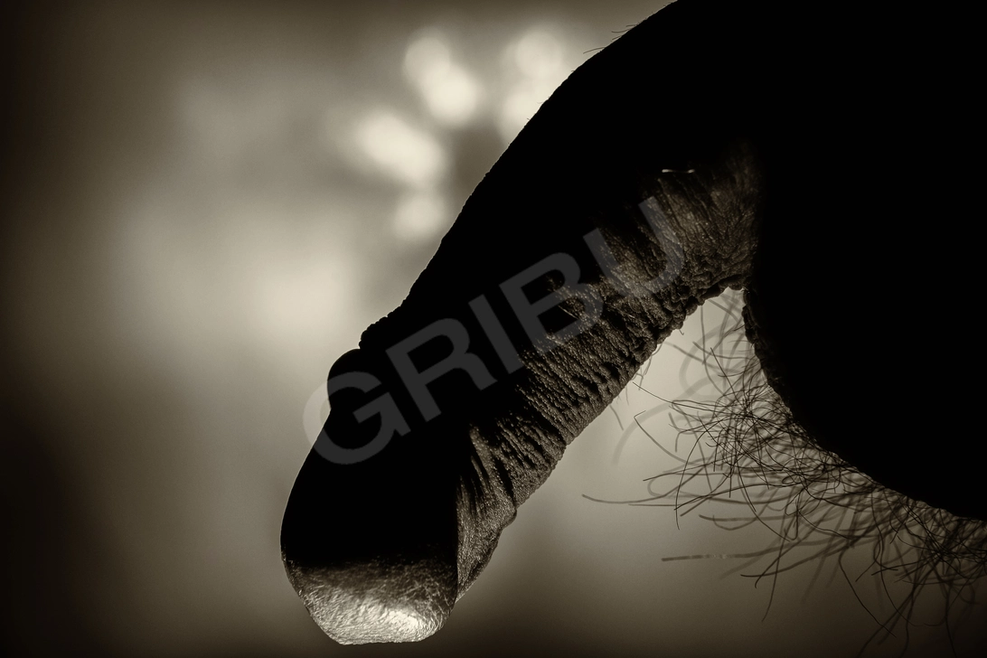 Advertisement (8683500) - RaitisRozitis69 1