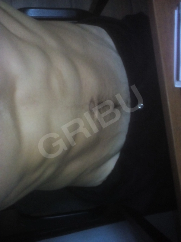 Borodawkorx825611662033