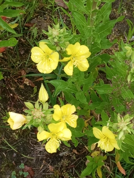 Aneteskaistaa